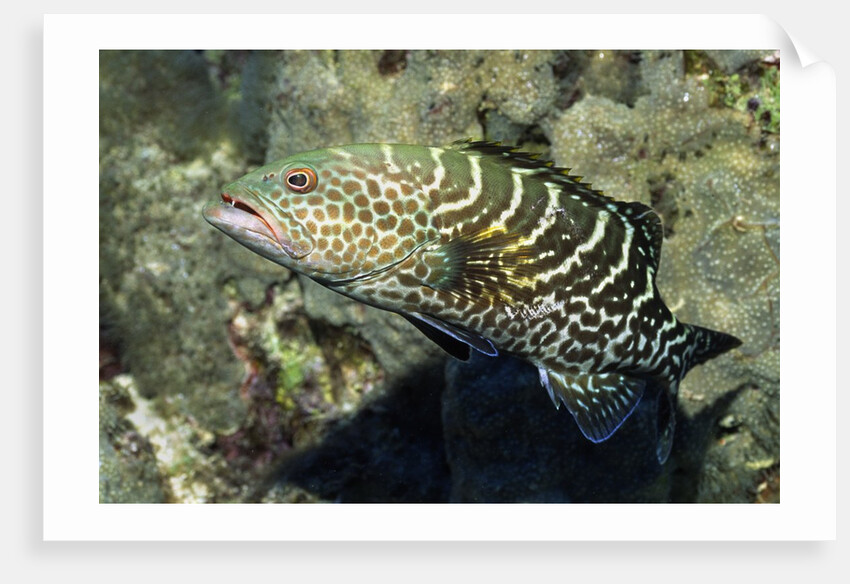 Tiger Grouper by Anonymous