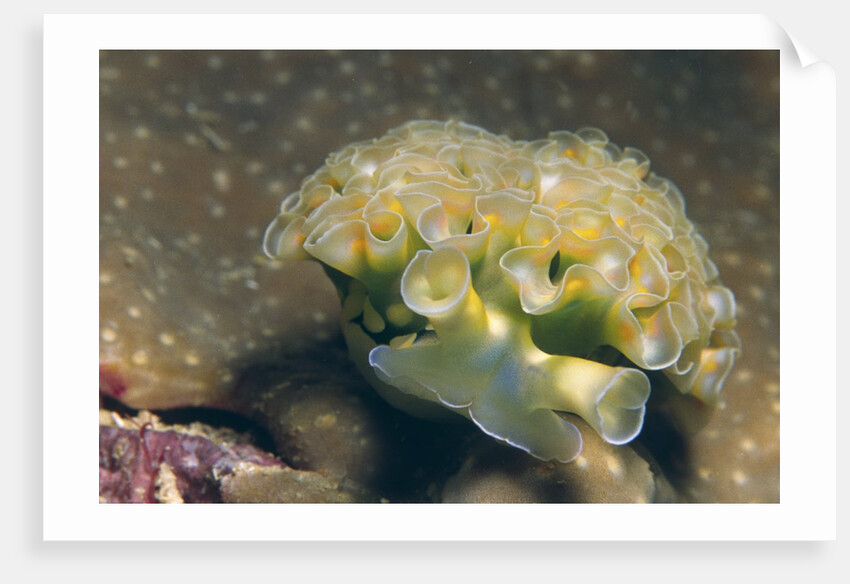 Lettuce Sea Slug by Anonymous