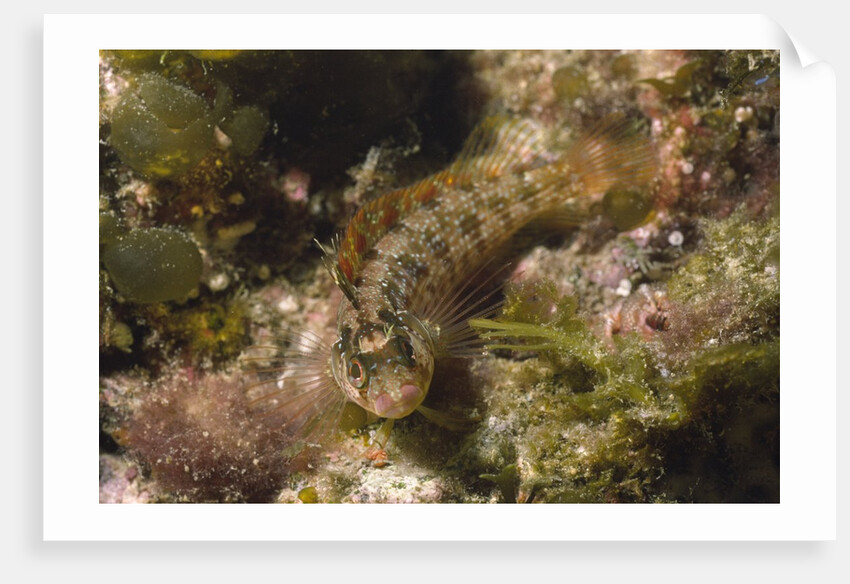 Island Kelpfish by Anonymous