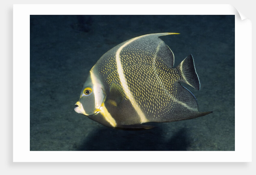 French Angelfish by Anonymous