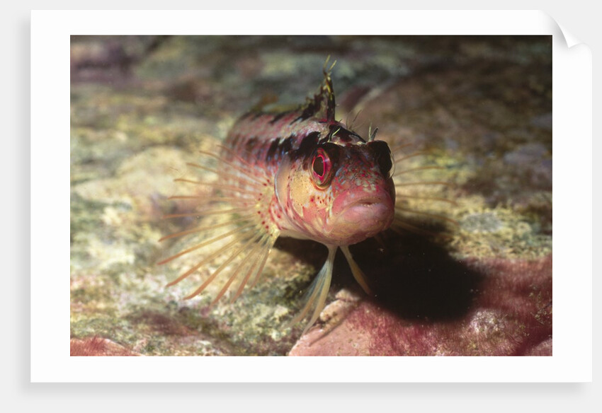 Island Kelpfish by Anonymous