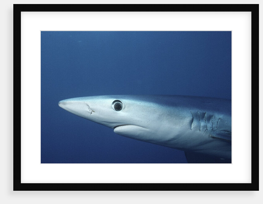 Blue Shark close-up by Anonymous