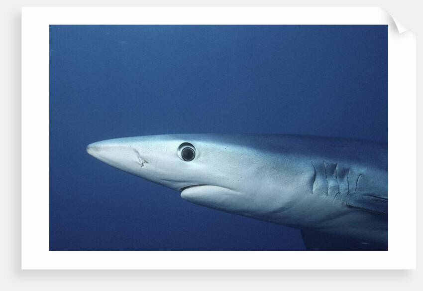 Blue Shark close-up by Anonymous
