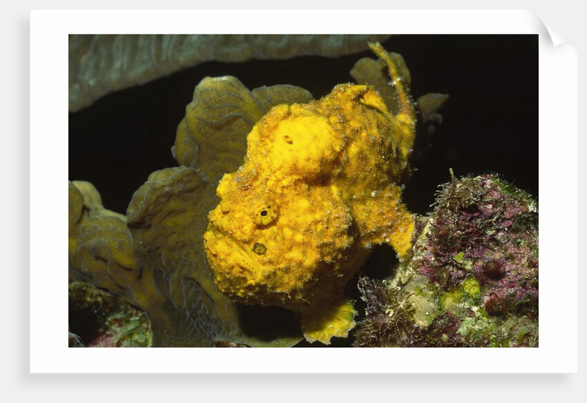 Longlure Frogfish by Anonymous