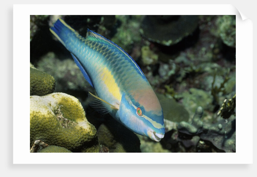 Princess Parrotfish by Anonymous