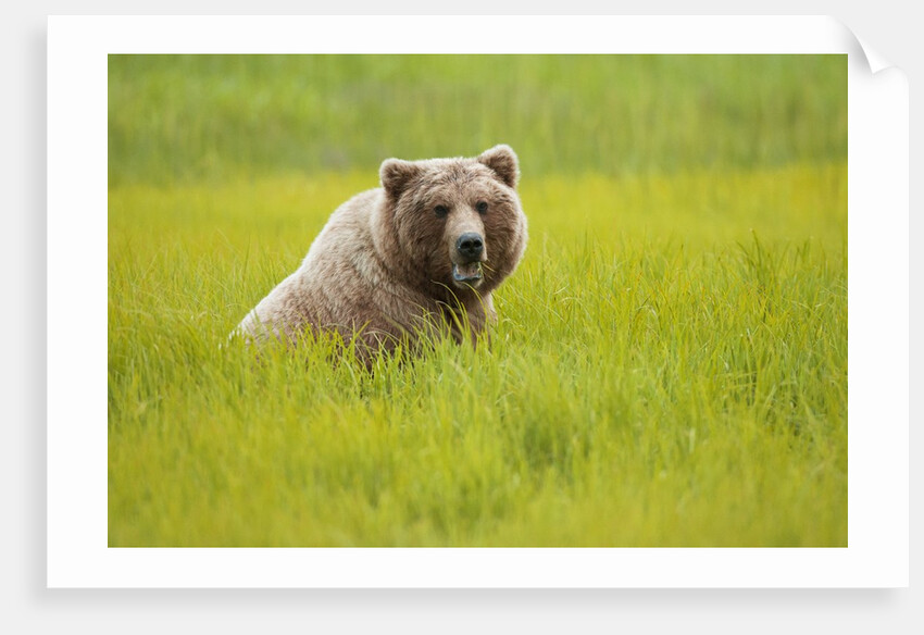 Grizzly bear eating by Anonymous