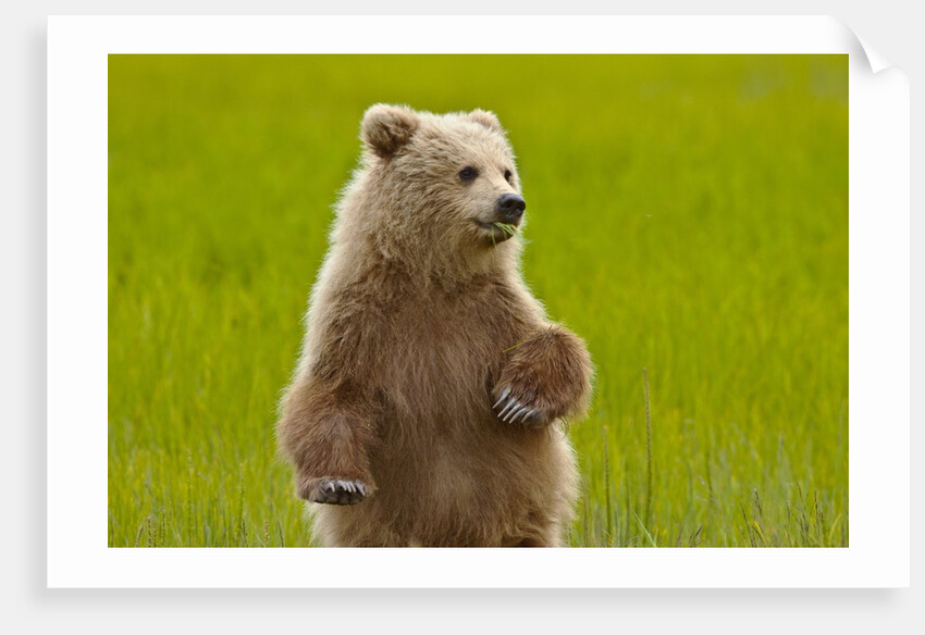 Grizzly bear cub chewing grass by Anonymous