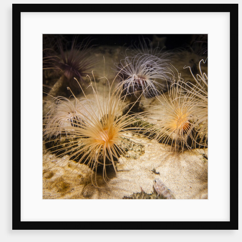 Tube-dwelling anemone by Anonymous