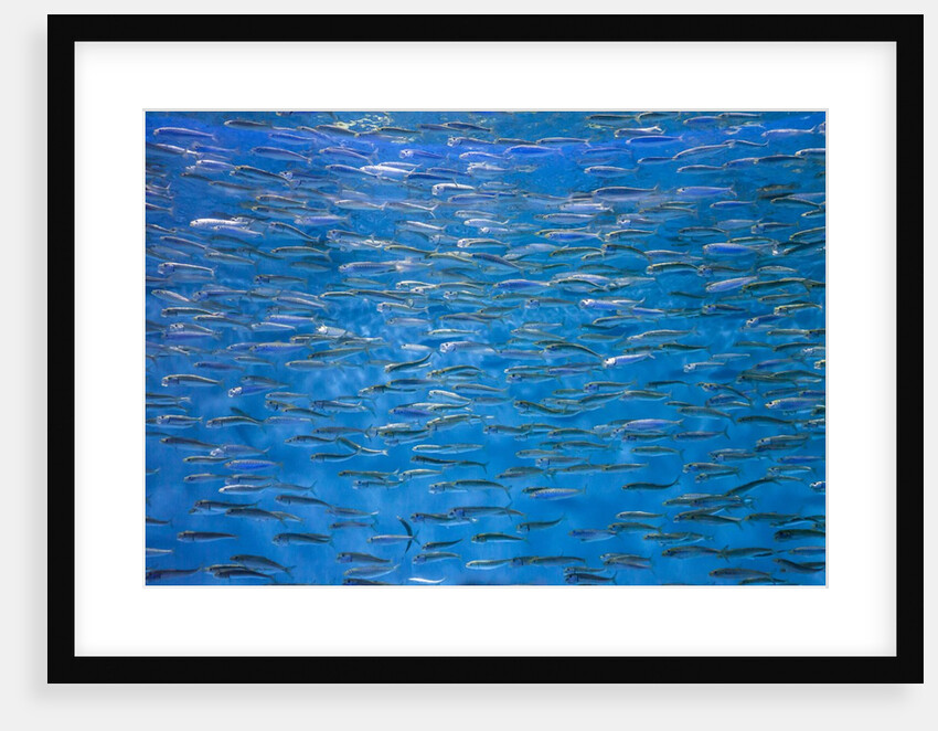 A school of fish by Anonymous