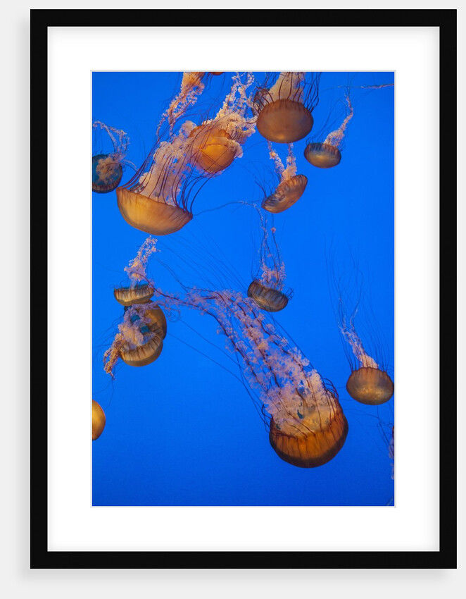 Lion's mane jellyfish by Anonymous