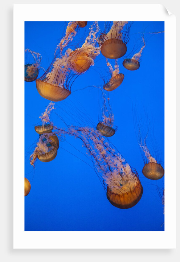Lion's mane jellyfish by Anonymous