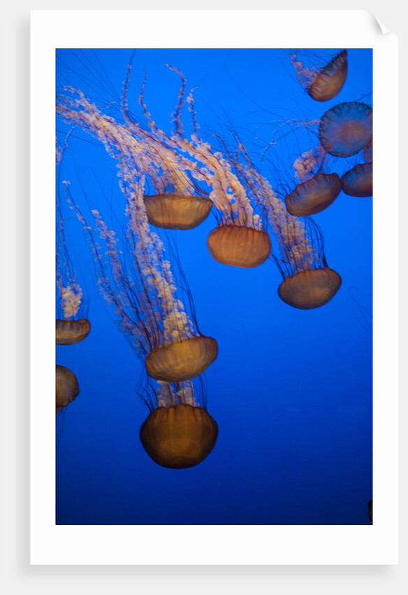 Lion's mane jellyfish by Anonymous