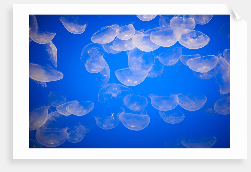 Moon jellyfish by Anonymous