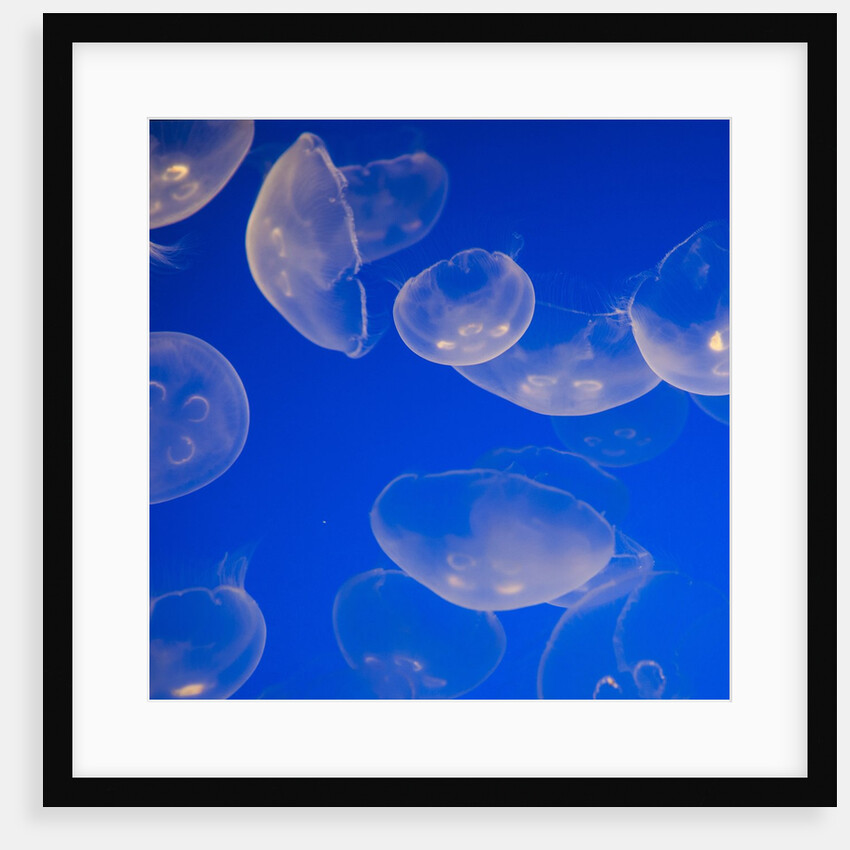 Moon jellyfish by Anonymous