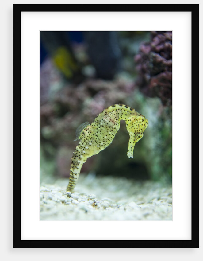 Pacific seahorse by Anonymous