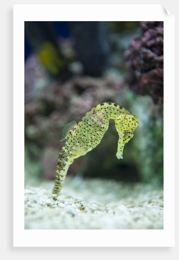 Pacific seahorse by Anonymous