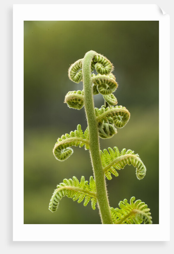 Fiddlehead fern by Anonymous