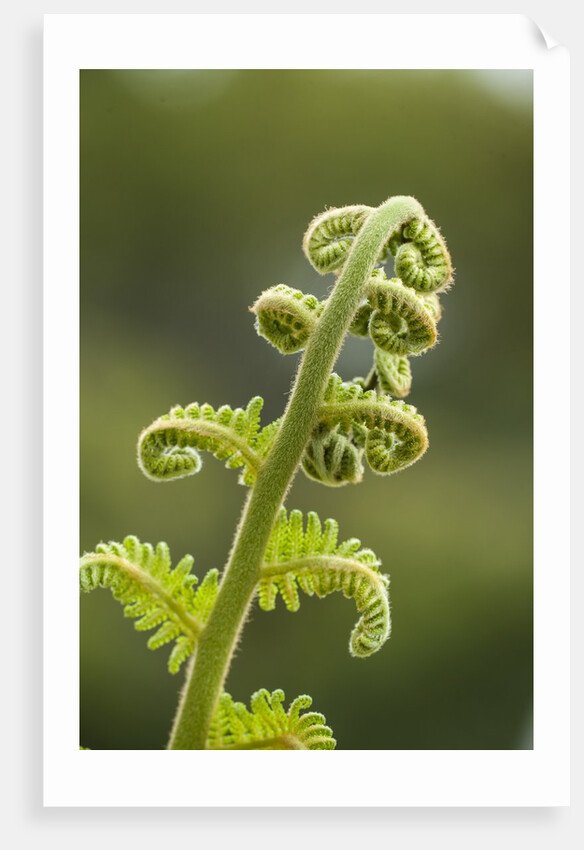 Fiddlehead fern by Anonymous