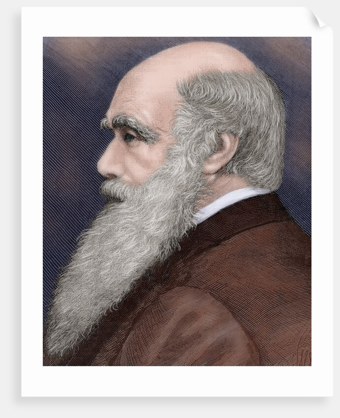 Charles Robert Darwin (1809-1882) British naturalist. Colored engraving by Anonymous
