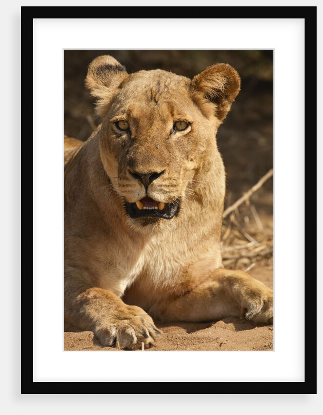 Lioness (Panthera leo) by Anonymous