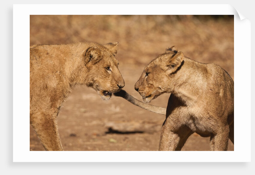 Young Lions (Panthera leo) by Anonymous