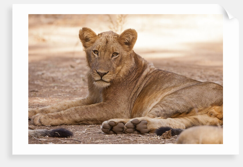 Young lion (Panthera leo) by Anonymous