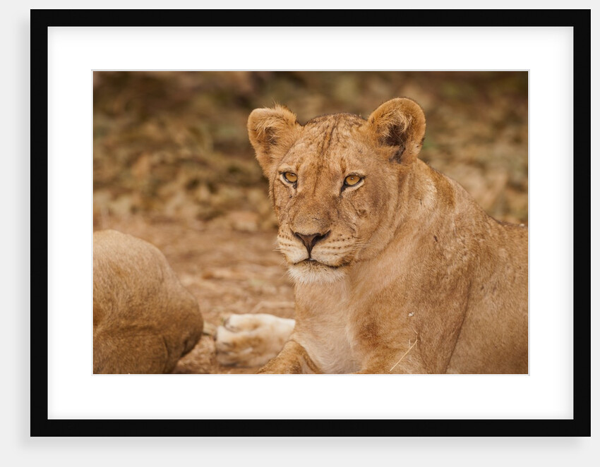 Young lion (Panthera leo) by Anonymous