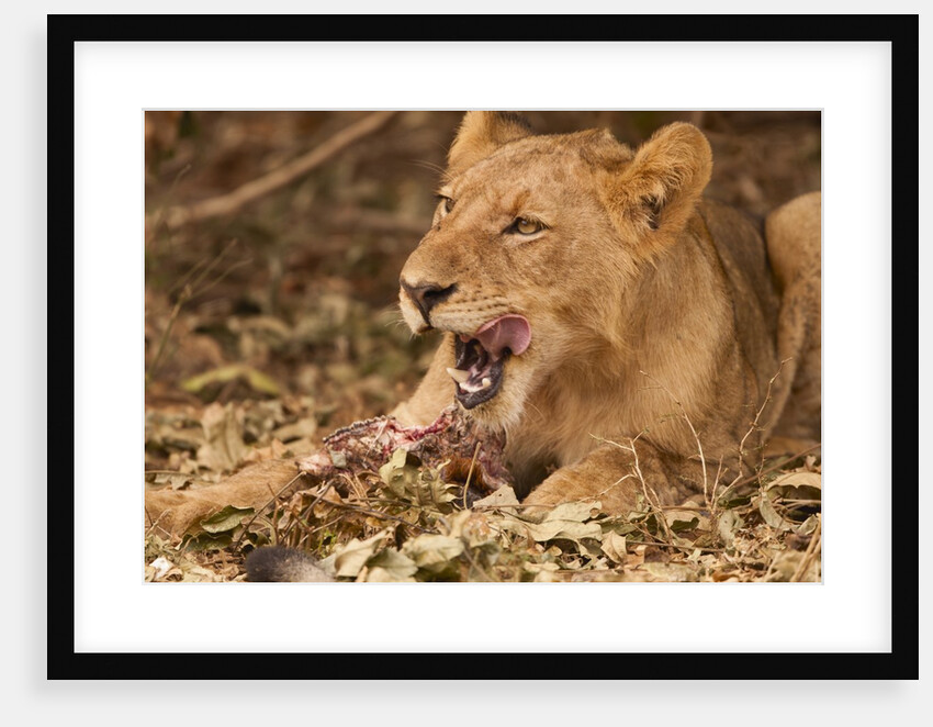 Young lion (Panthera leo) by Anonymous