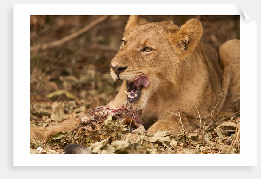 Young lion (Panthera leo) by Anonymous