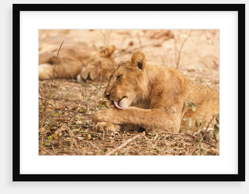Lioness (Panthera leo) by Anonymous
