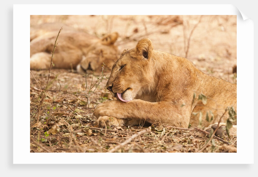 Lioness (Panthera leo) by Anonymous