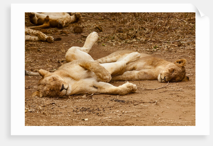 Young Lions (Panthera leo) by Anonymous