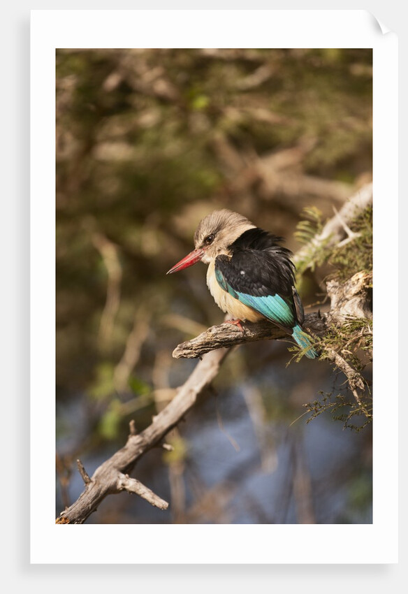 Brown-hooded Kingfisher by Anonymous