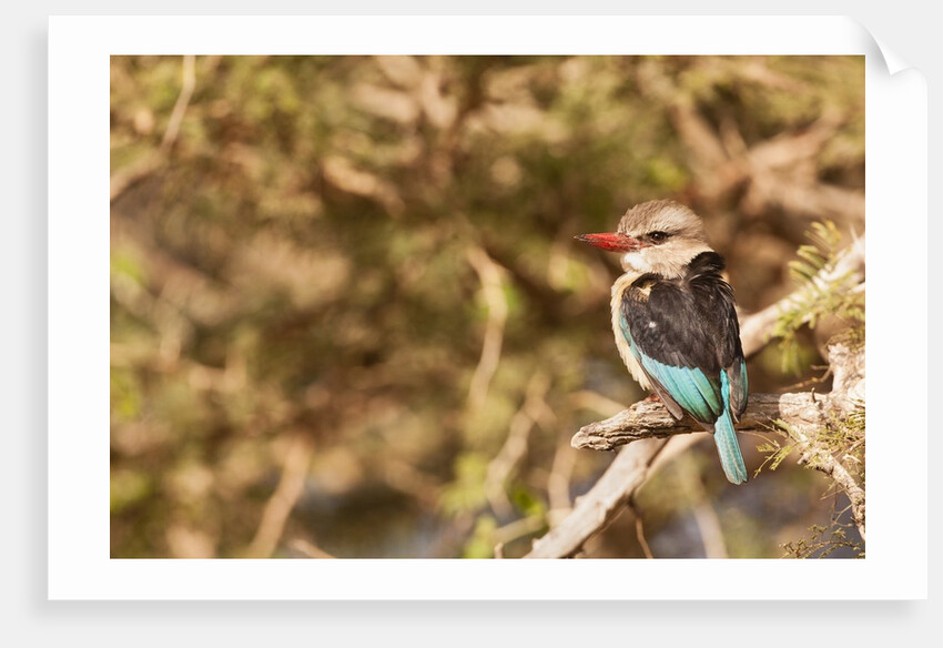 Brown-hooded Kingfisher by Anonymous