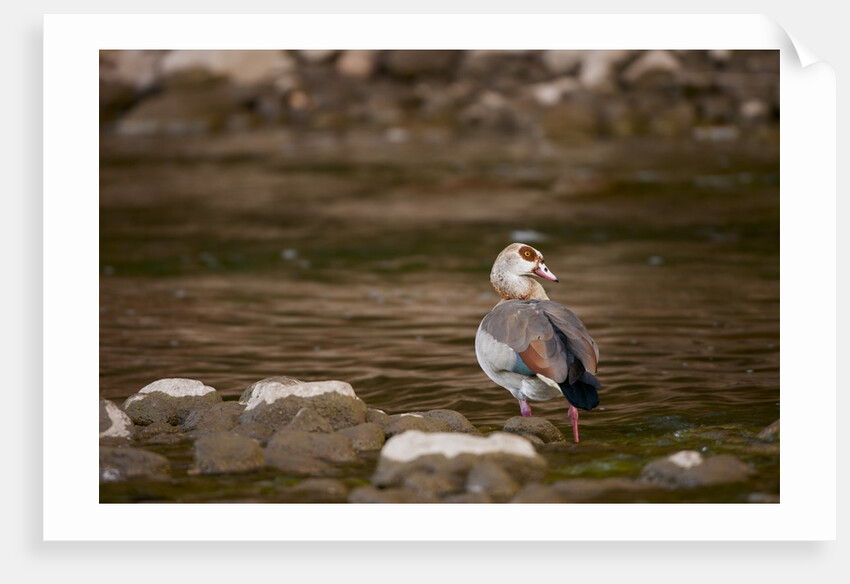 Egyptian Goose by Anonymous