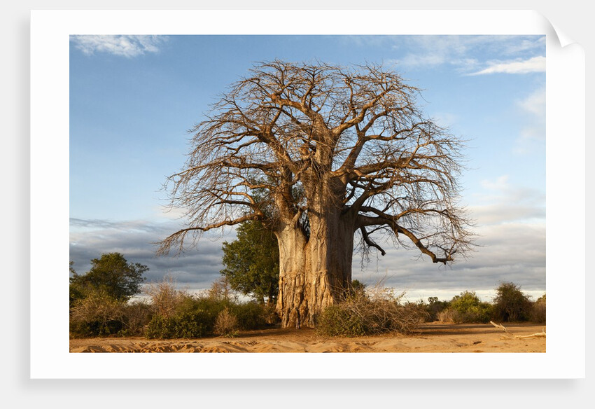 Baobab Tree by Corbis