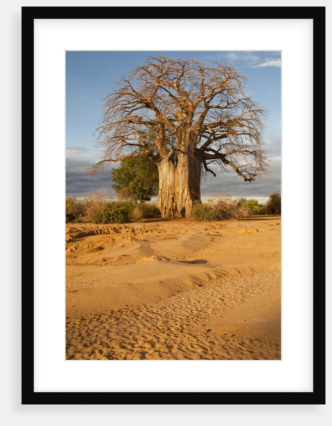 Baobab Tree by Anonymous