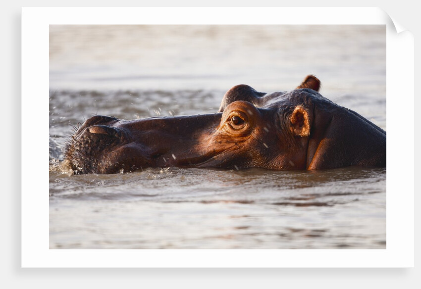Hippopotamus by Anonymous