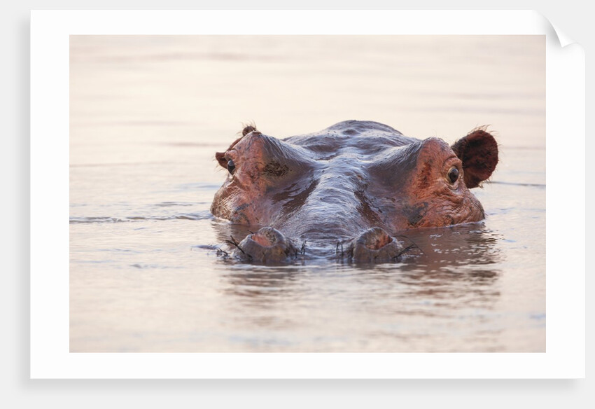 Hippopotamus by Anonymous