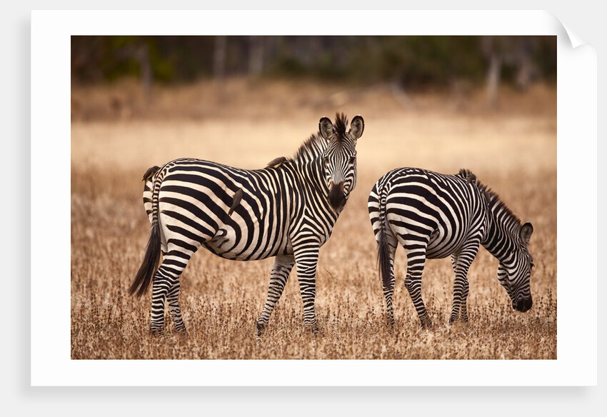 Crawshay's zebras by Anonymous