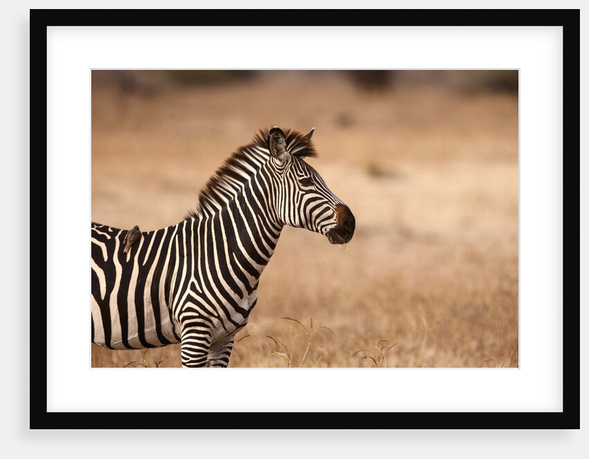 Crawshay's zebra by Anonymous
