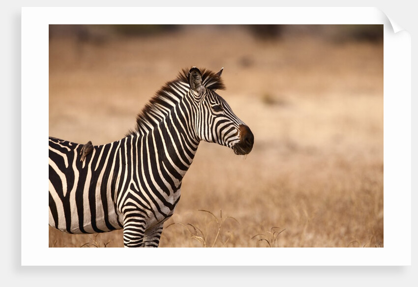 Crawshay's zebra by Anonymous