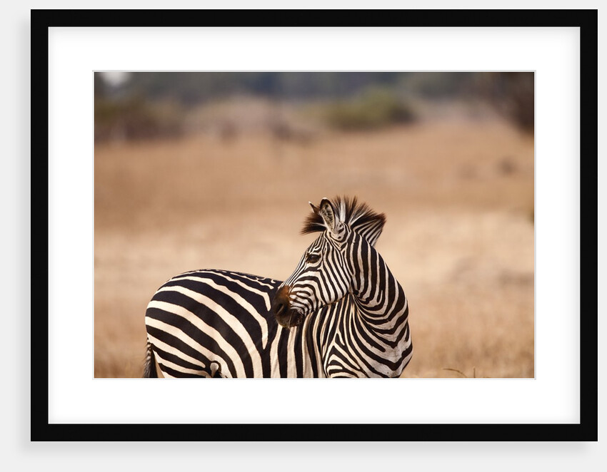 Crawshay's zebra by Anonymous