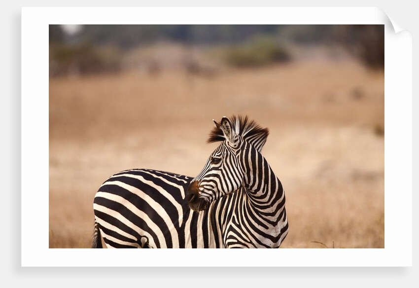 Crawshay's zebra by Anonymous