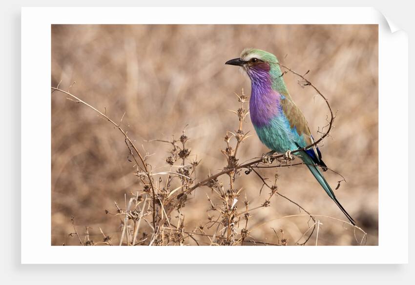 Lilac-breasted Roller by Anonymous
