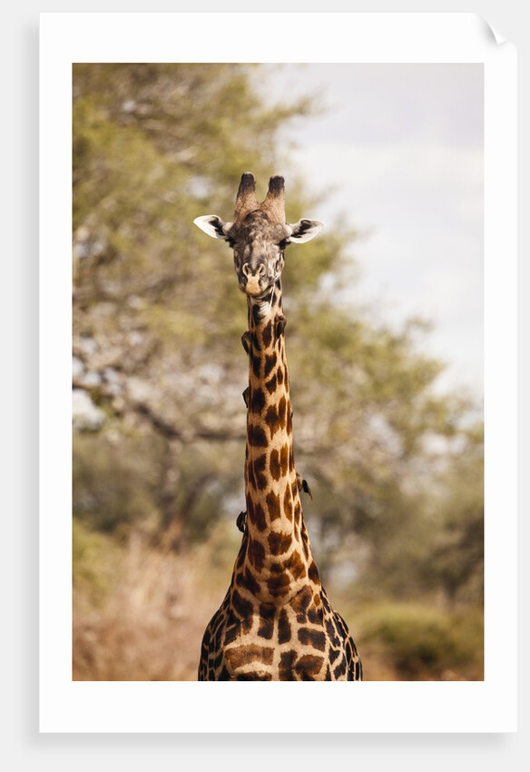 Endemic Thornicroft Giraffe by Anonymous