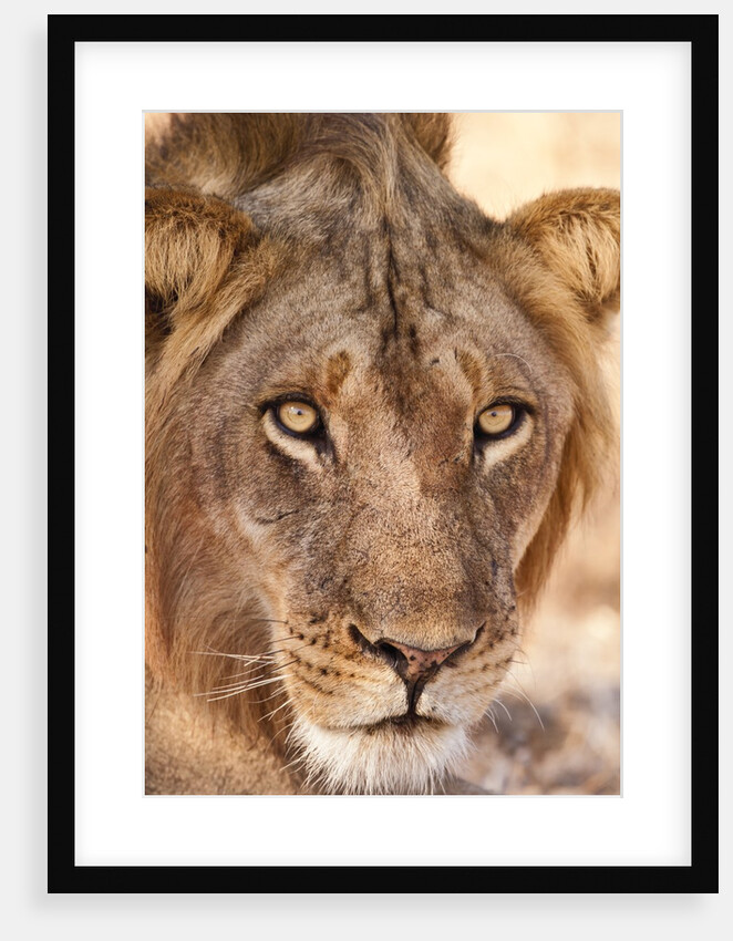 Young Male Lion (Panthera leo) by Anonymous