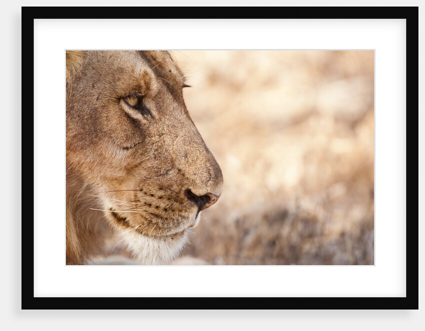Young Male Lion (Panthera leo) by Anonymous