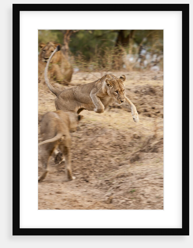 Young Lions (Panthera leo) by Anonymous