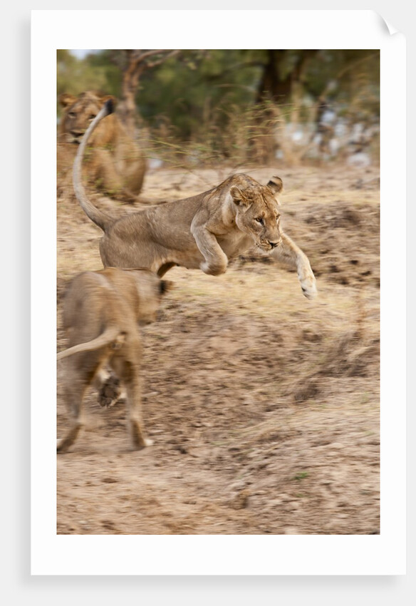Young Lions (Panthera leo) by Anonymous